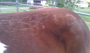 Equine Skin problems & Hair Loss