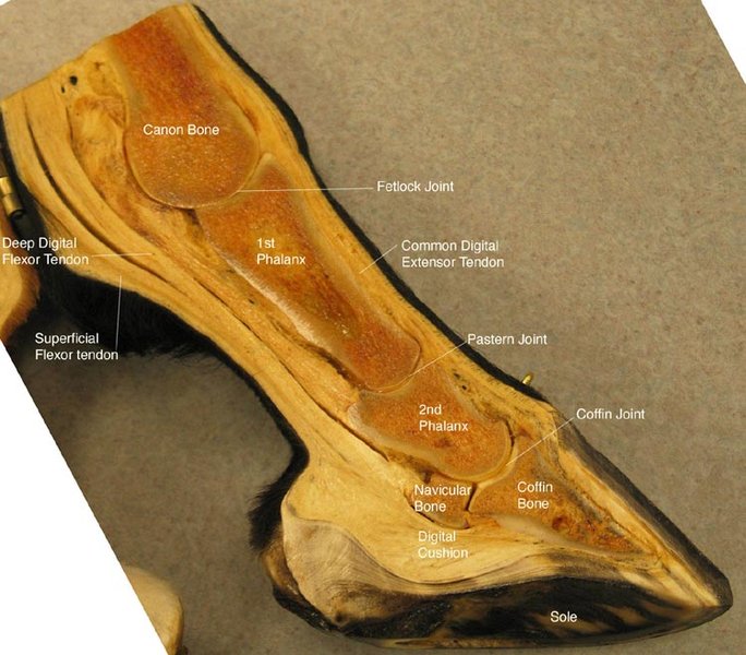 Equine Lower Fore Leg Anatomy