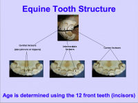 Aging by Teeth Images