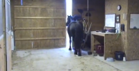 Equine Escape Artist