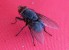 Fly