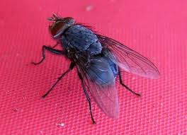 Fly